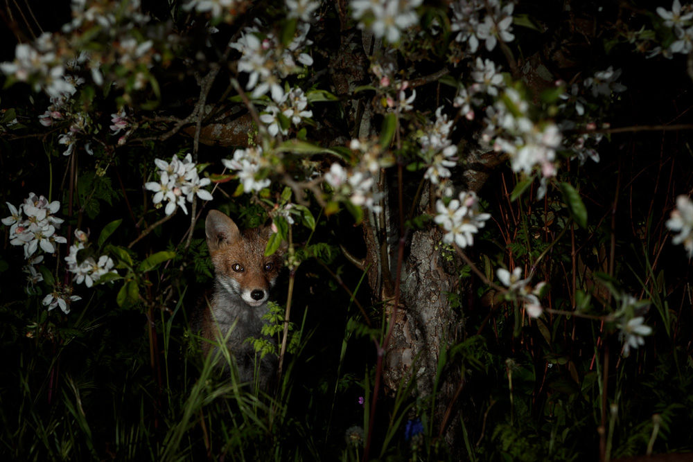 1105211105219430.jpg - Fox cubs in the garden