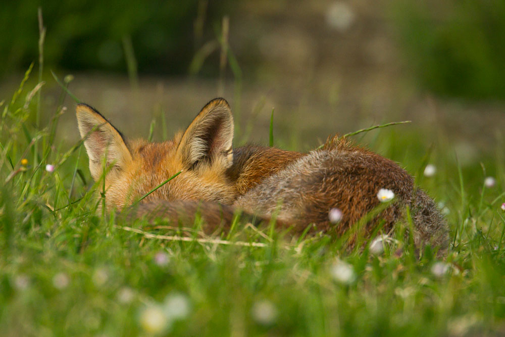 1106130906133826.jpg - Fox cub laying down in suburban garden