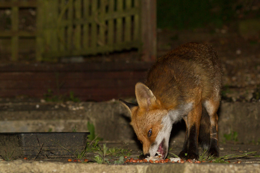 1106141006144153.jpg - Fox with nicked ear in suburban garden