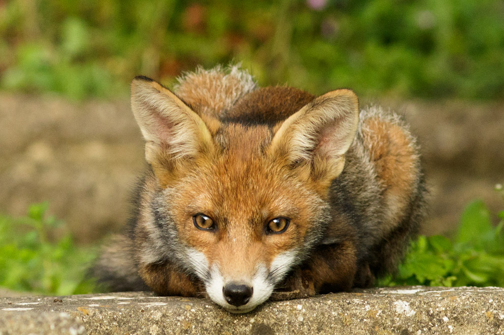 1106171006178344.jpg - Fox cubs enjoying a sunny afternoon exploring the wilds of a suburban garden