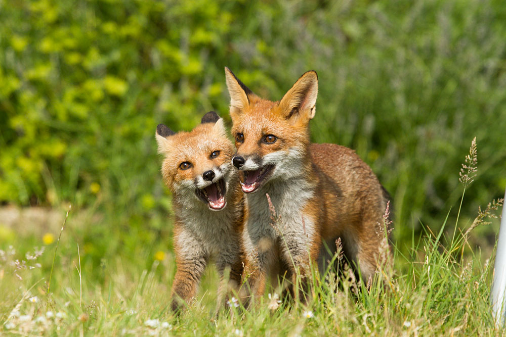 1107131007130070.jpg - Two fox cubs playing in a suburban garden on a warm summer evening.