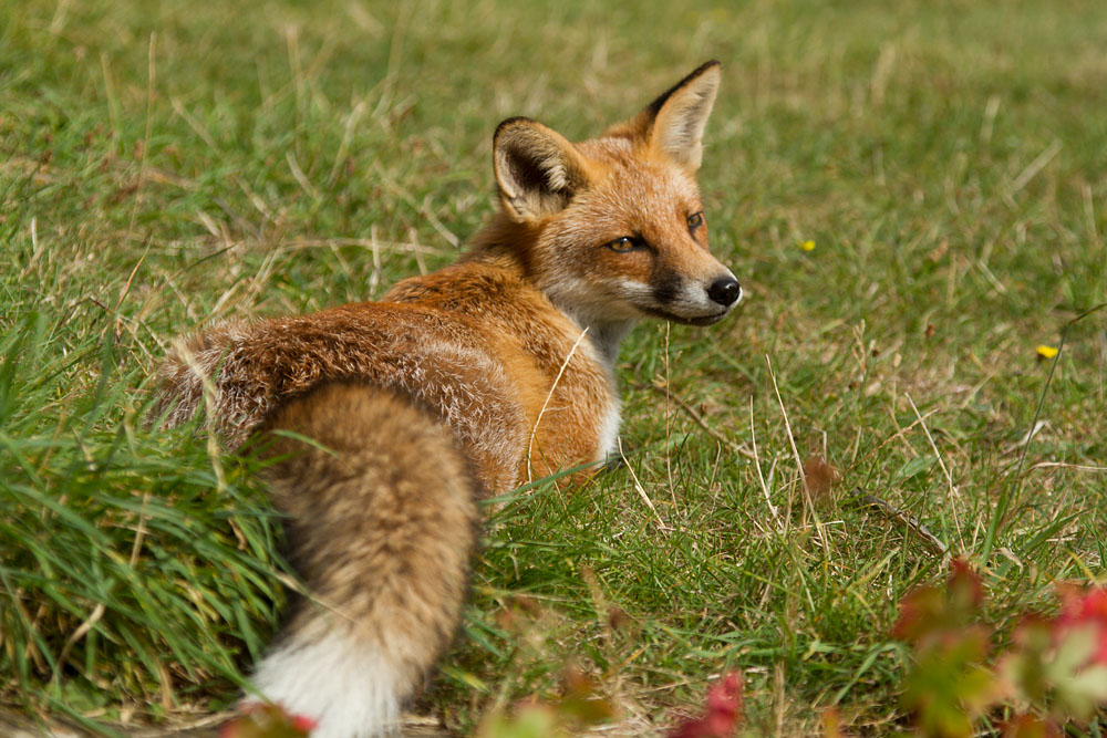1107140809135250.jpg - Fox lying down in garden