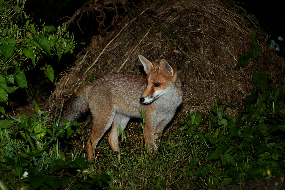 1107210907214209.jpg - Fox cub at night