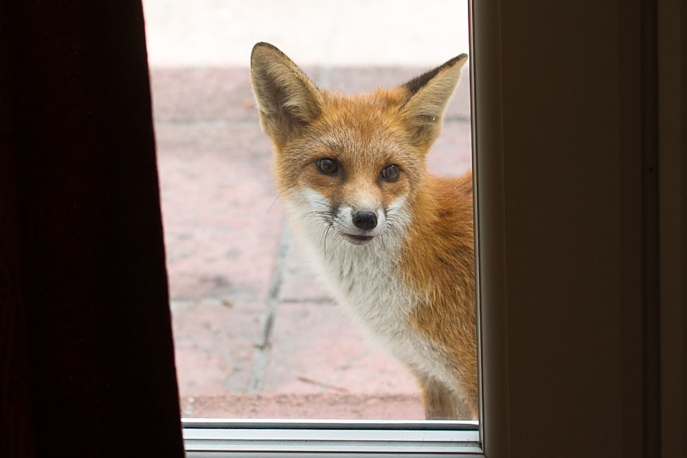 1108131008137655.jpg - Fox cub peering into a house through a patio door.