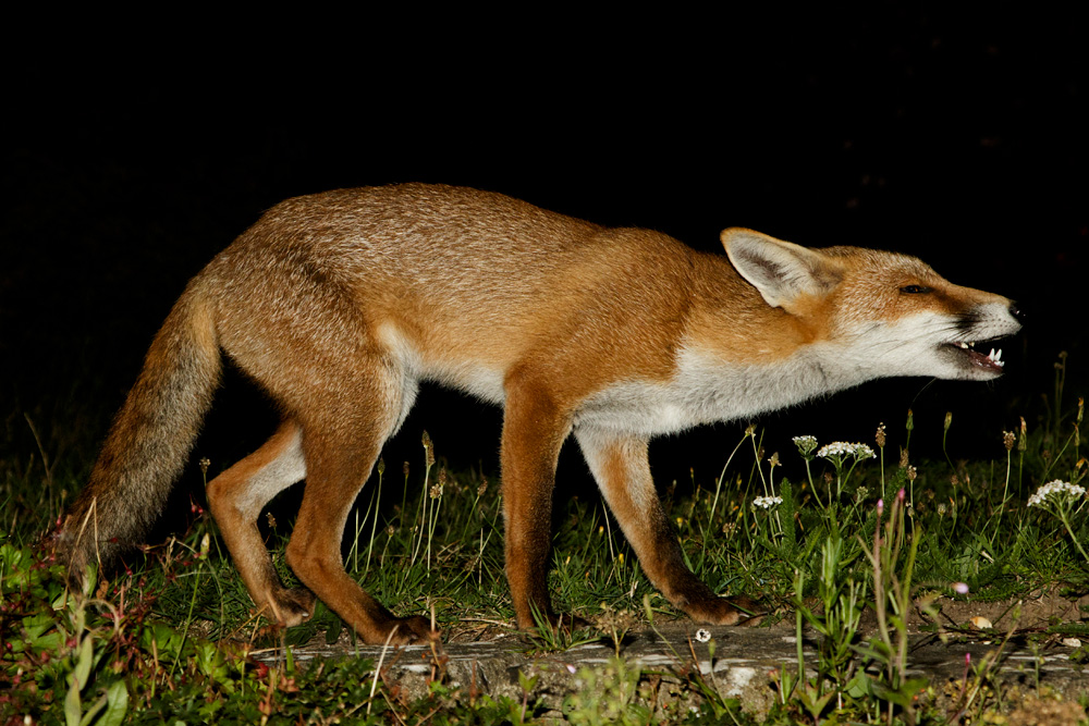 1108171108178908.jpg - Long Nose at night