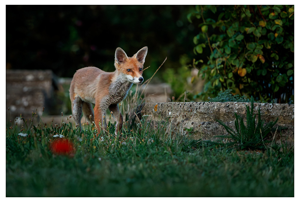 1108250808254651.jpg - SoLo in the garden