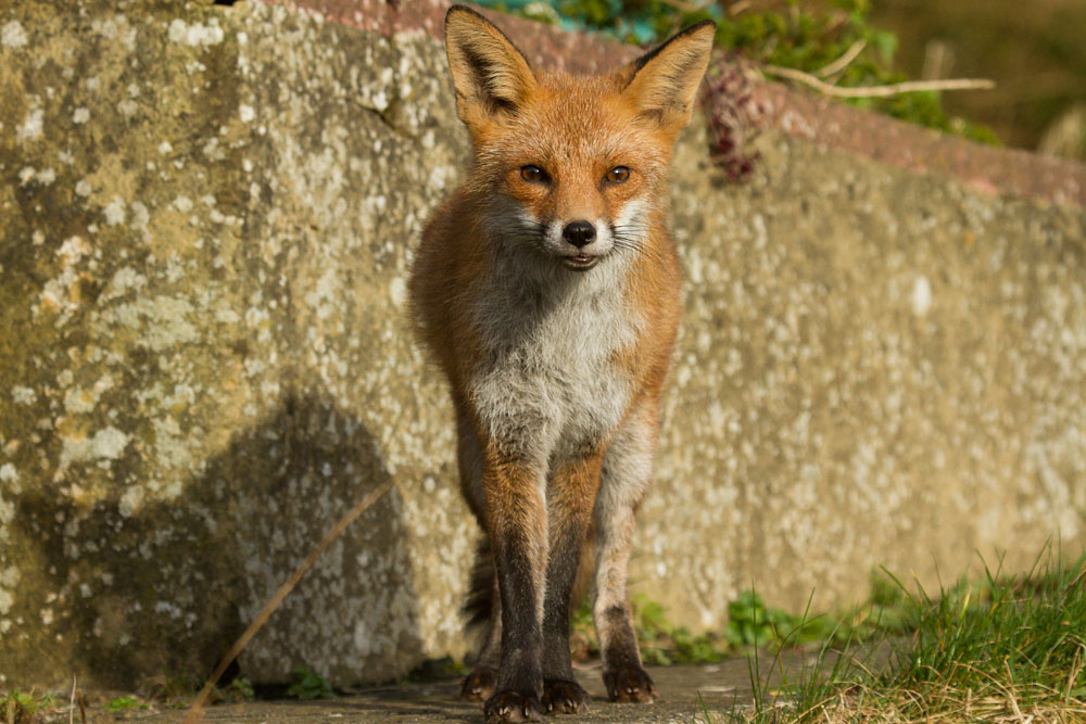 1109140202149201.jpg - Young fox standing by low wall