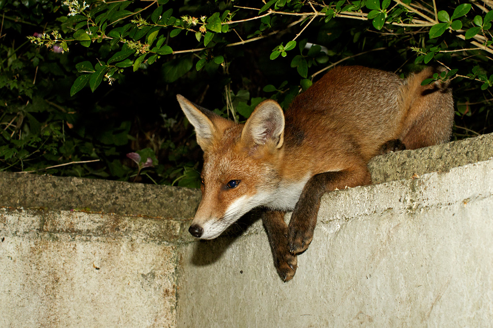 1109170707176714.jpg - Black Tail on wall