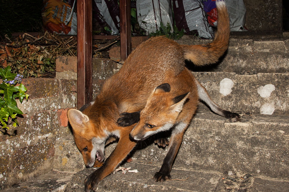 1110142706108348.jpg - Two fox cubs fighting