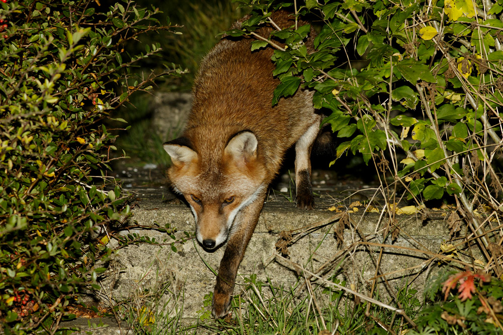 1110161110165003.jpg - Fox in garden