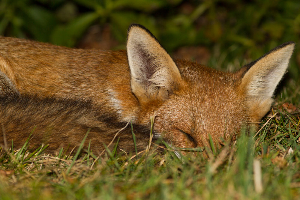 1111141409123667.jpg - Young fox sleeping in suburban garden.