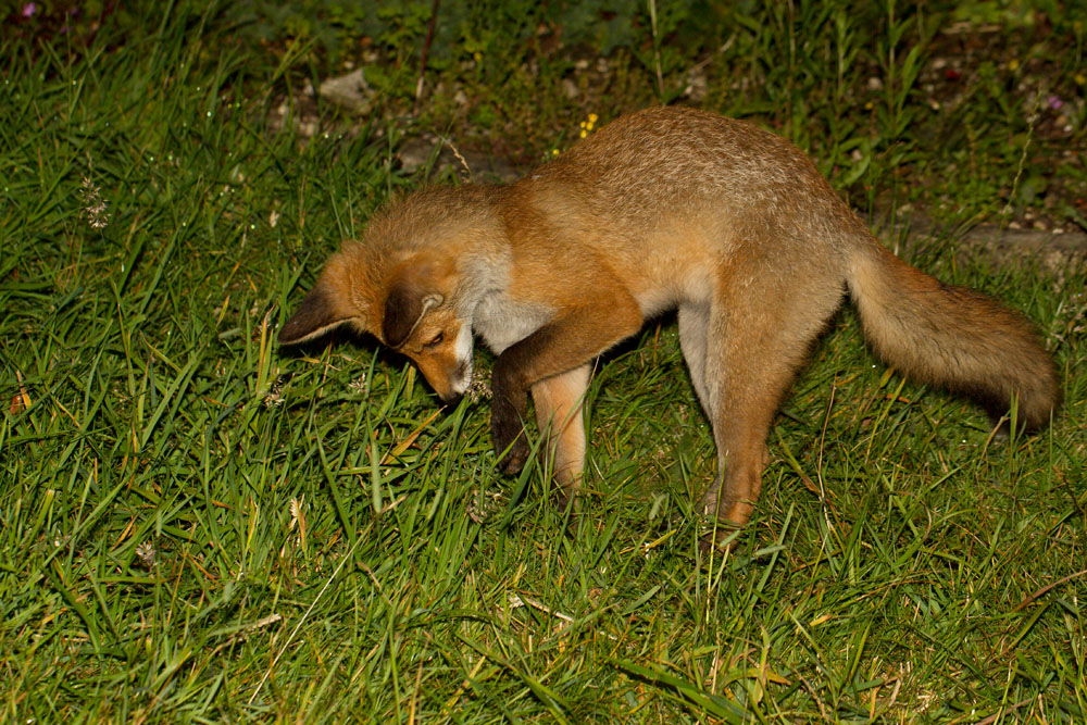 1112122706126593.jpg - Young fox cub (Vulpes vulpes) preparing to pounce.