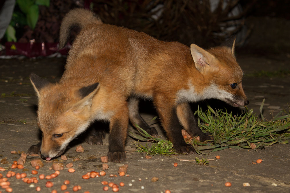 1112141605136144.jpg - Two fox cubs competing for food