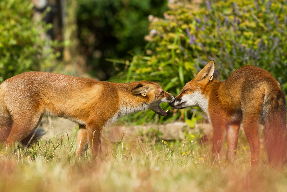 1112151807132451.jpg - Two young foxes