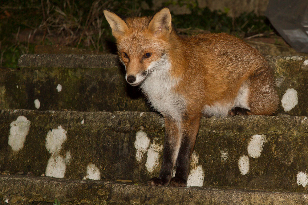 1201141101146467.jpg - Fox on steps in garden