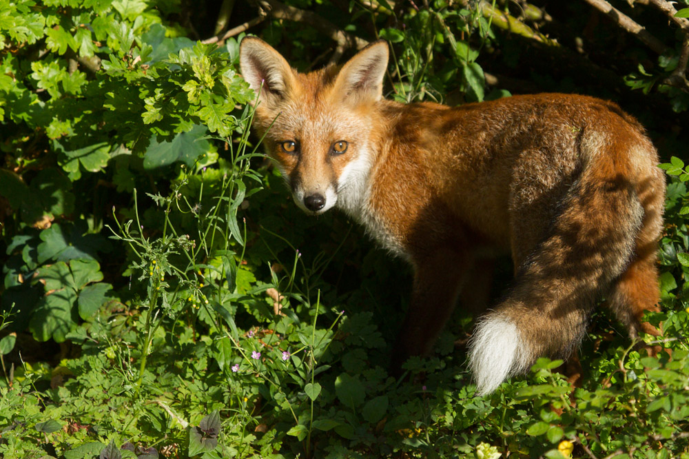 1201162407133498.jpg - Young fox in undergrowth