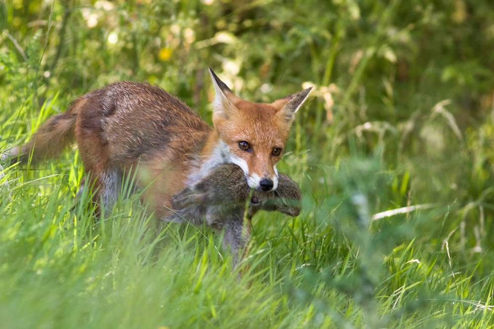 1202160806097027.jpg - Vixen with rabbit