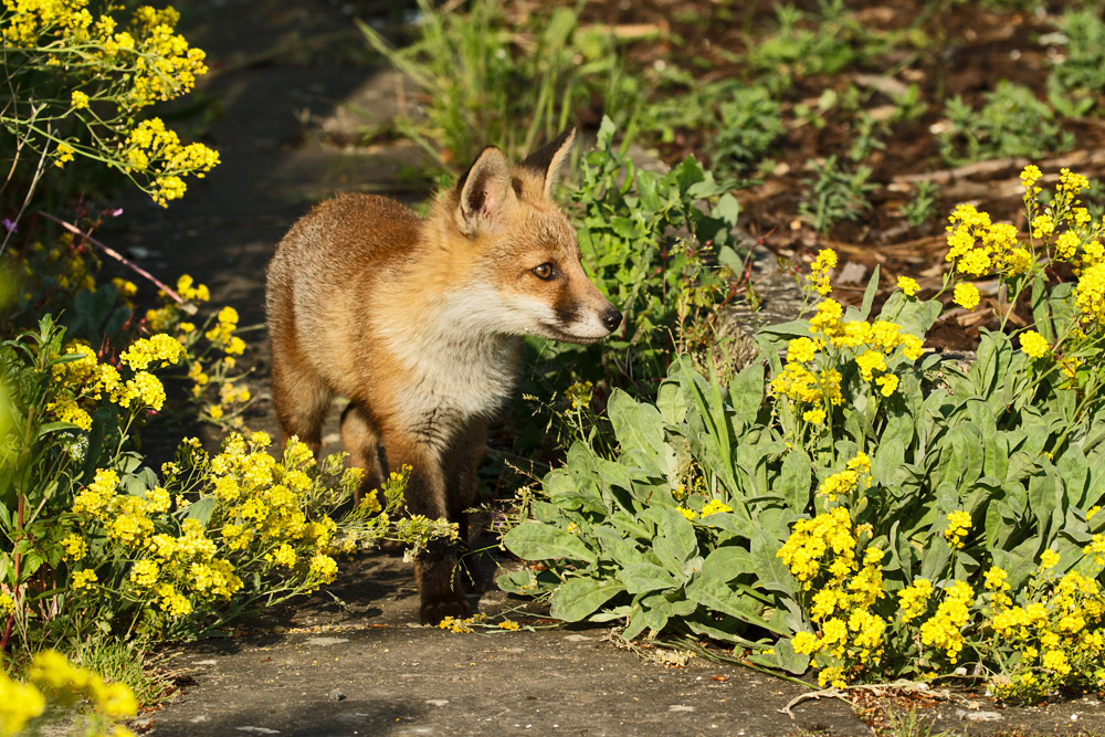 1202172705139642.jpg - Fox cub on garden path
