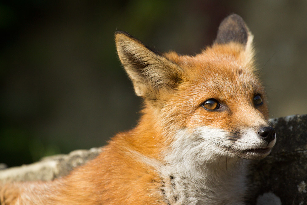 1203151207130593.jpg - Fox cub portrait