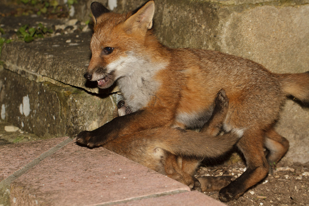 1203170106130892.jpg - Two fox cubs tangling