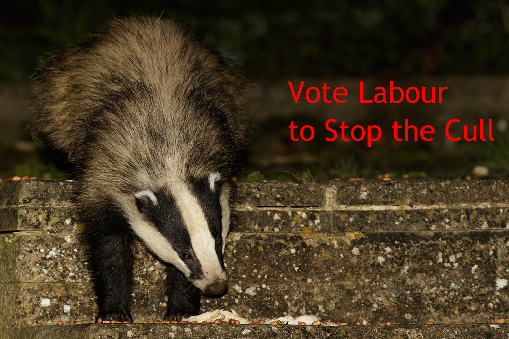 1204151204151815.jpg - Badger in garden