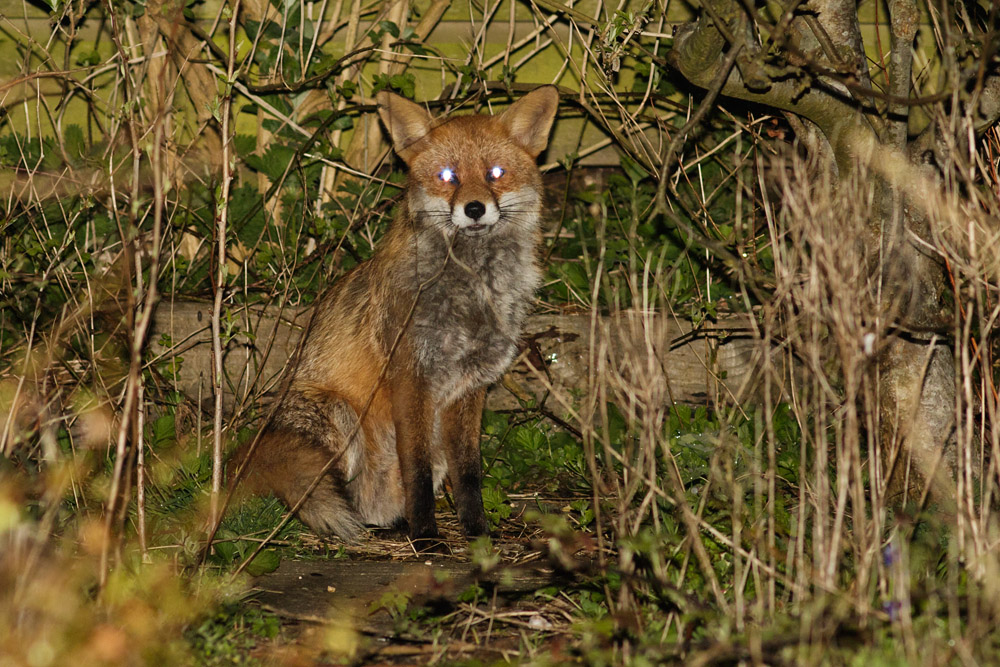 1204161104161992.jpg - Fox at the rear of the garden