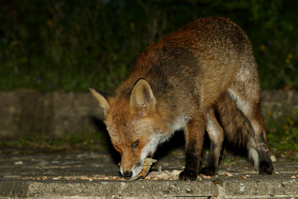 1204171104176565.jpg - Male fox gathering food in garden for nearby cubs