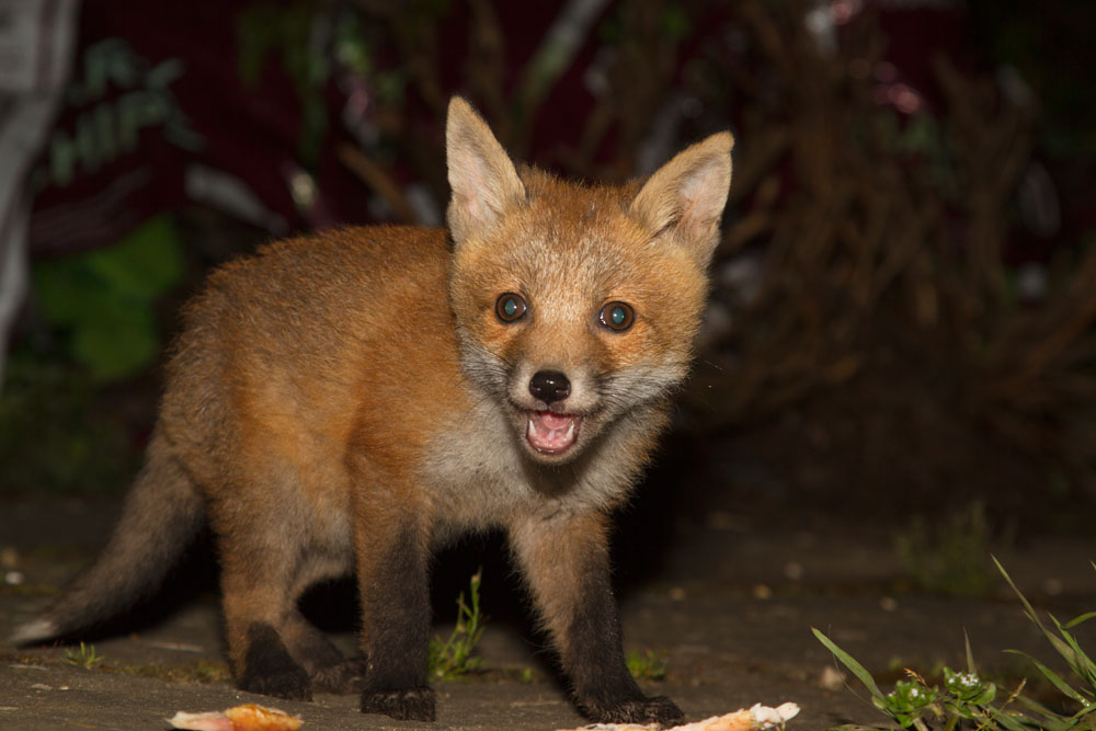 1205131105134665.jpg - Fox cub standing in front of food scraps in suburban garden, showing typical blue eyes, with mouth partially open.