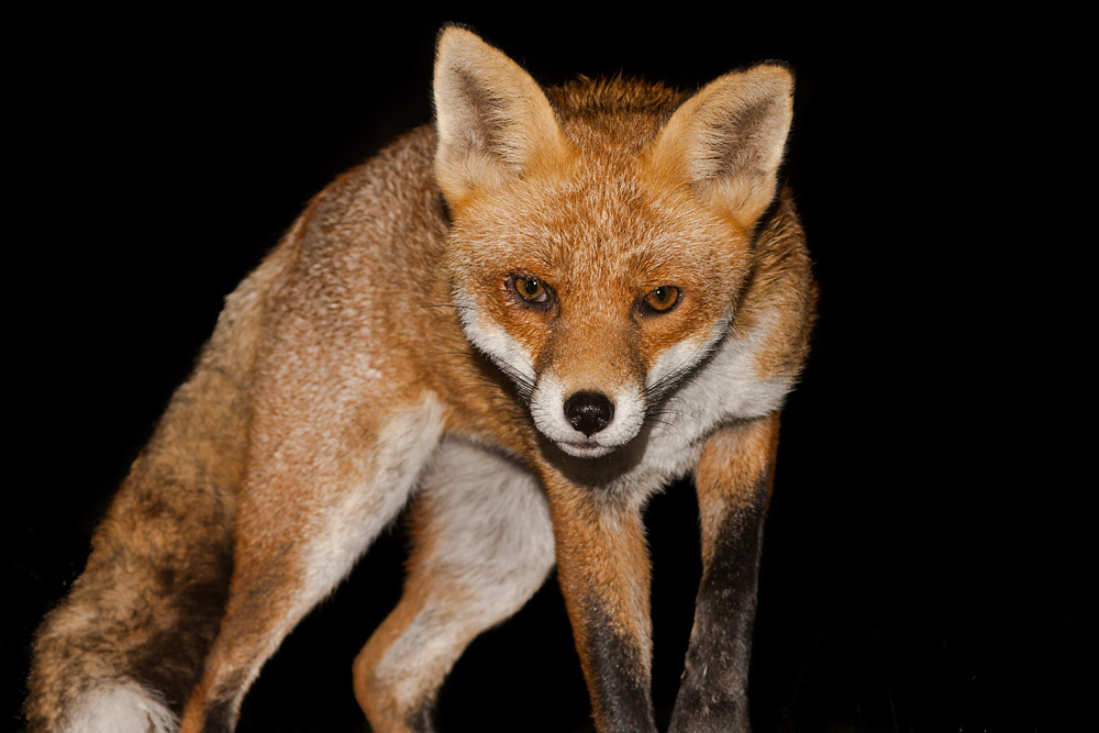 1205160510095076.jpg - Fox at night