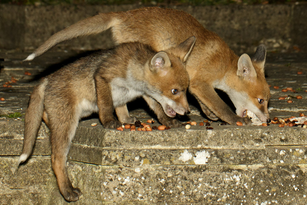 1205170805170703.jpg - Fox cubs enjoying themselves in the garden