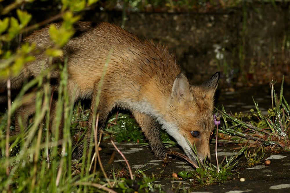 1205181205187998.jpg - Fox cub on a wet night in the garden