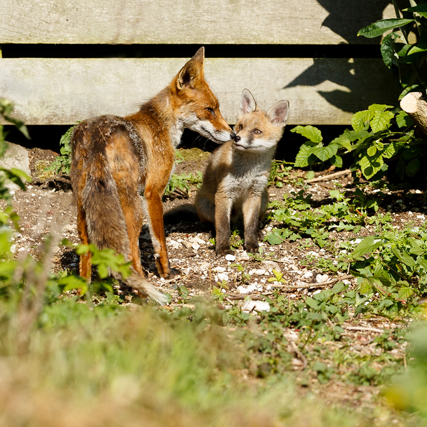1205191105195669.jpg - Fox cub and vixen (Wolfy)