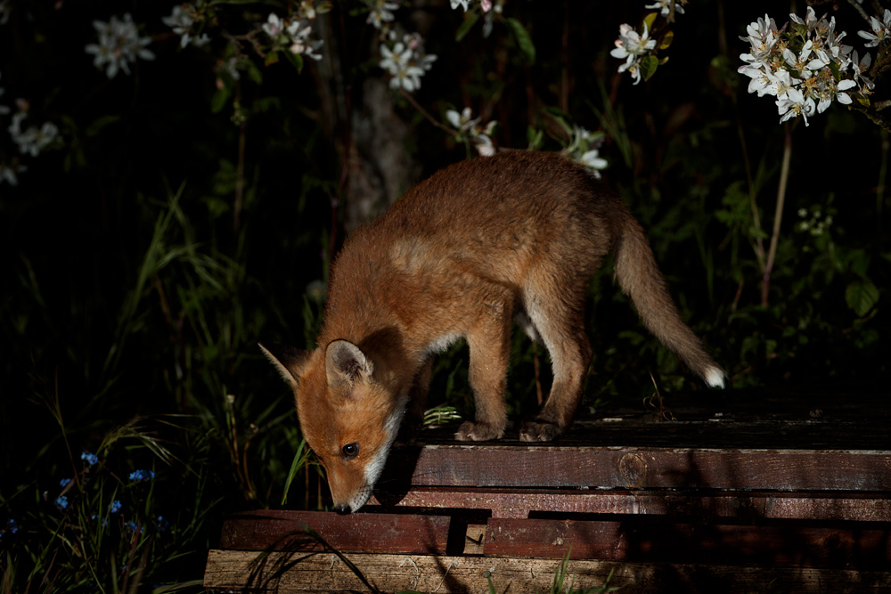 1205211105219411.jpg - Fox cubs in the garden