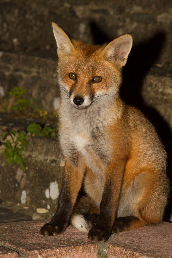 1206131106133950.jpg - Fox cubs in garden
