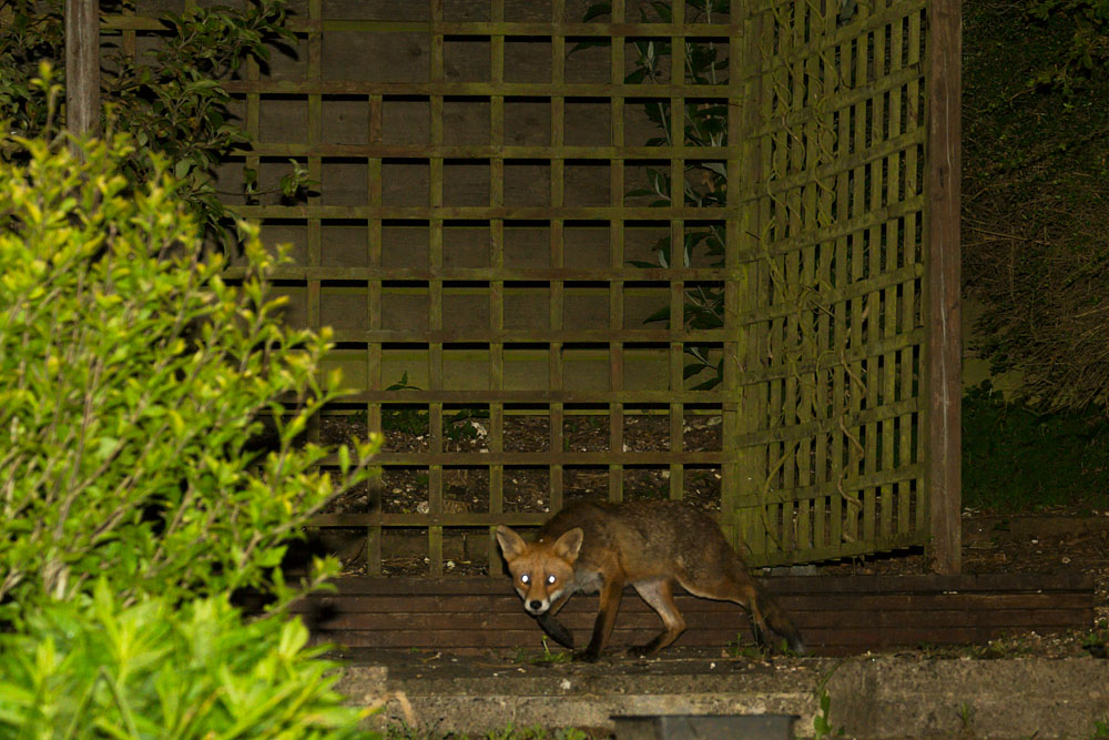 1206140906143725.jpg - Fox with nicked ear in suburban garden