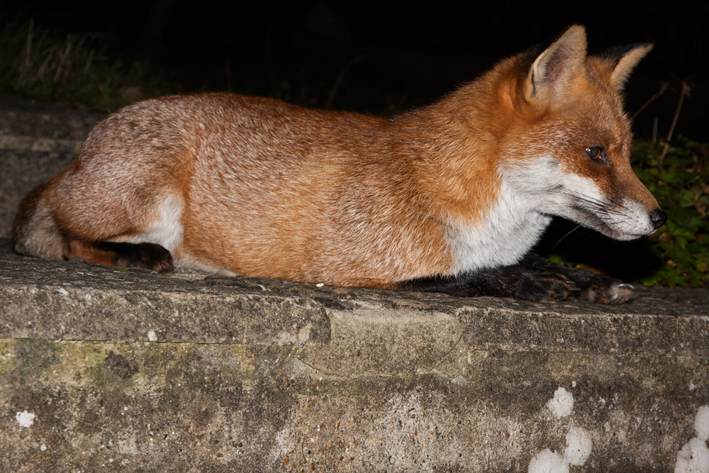 1206163010099375.jpg - Fox at the top of garden steps