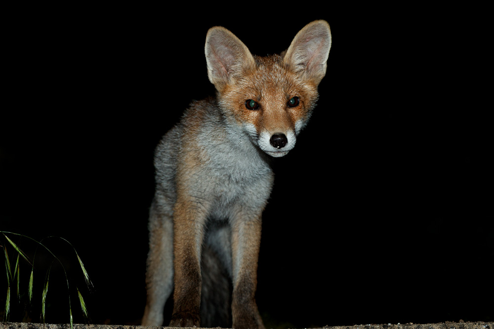 1206211306211940.jpg - Portrait of a fox cub