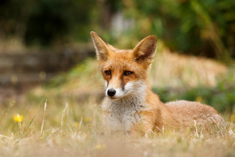 1207181207185440.jpg - Portrait of a 4 month old fox