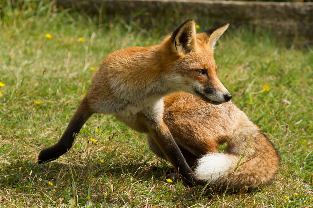 1209130709134916.jpg - Fox (Vulpes vulpes) twisting round to change direction with front legs widely separated.