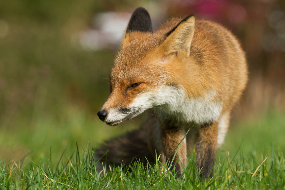 1209140202149271.jpg - Fox walking in suburban garden in daylight