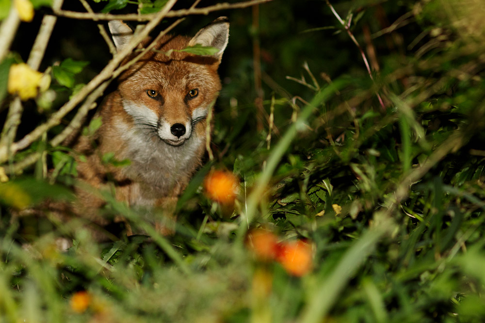 1209161109162969.jpg - Fox in garden