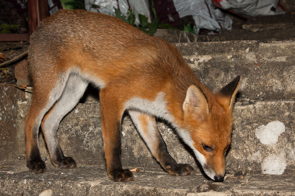 1210142706108355.jpg - Fox cub in garden