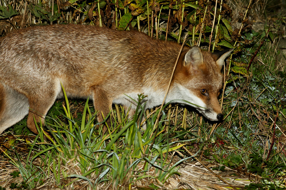 1210161110165005.jpg - Fox in garden