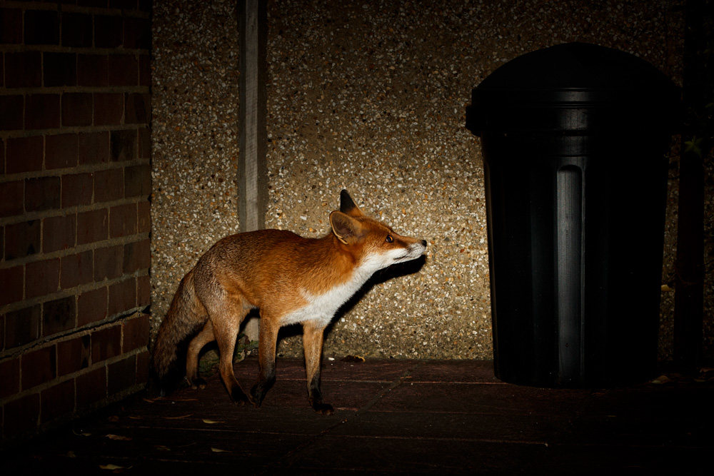 1210180210184677.jpg - Pretty by dustbin