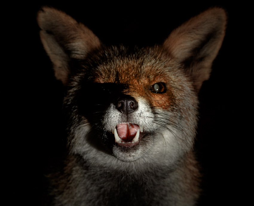 1210201110208351.jpg - Portrait of Wolfy