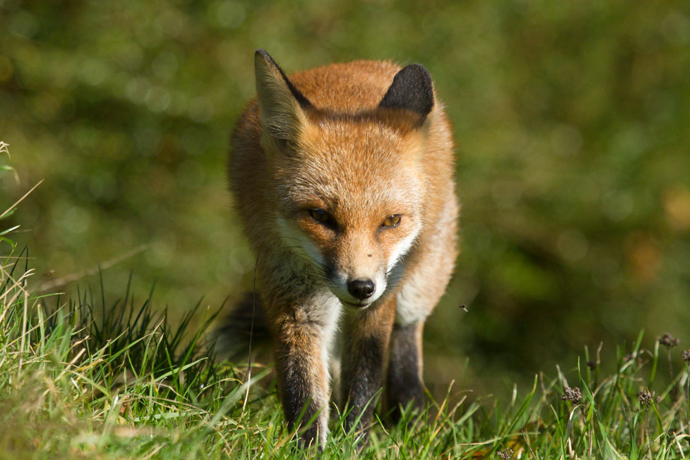 1211131011136436.jpg - Young fox (Vulpes vulpes) walking through grass.