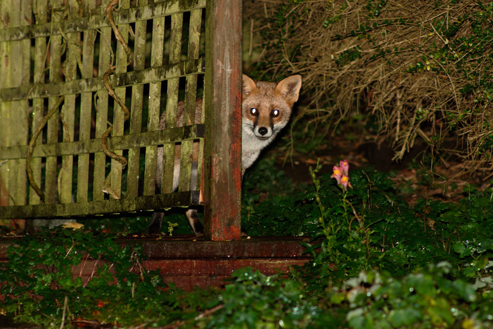 1211141111142260.jpg - Fox at rear of garden
