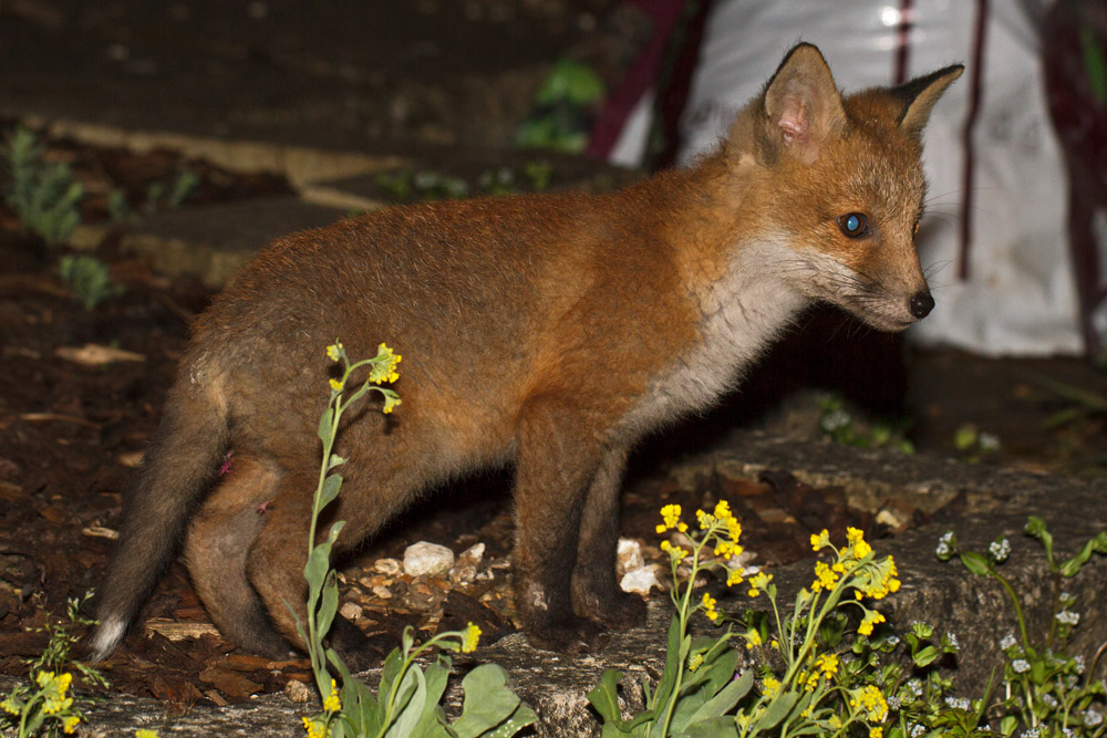 1211161005134562.jpg - Fox cub in the garden