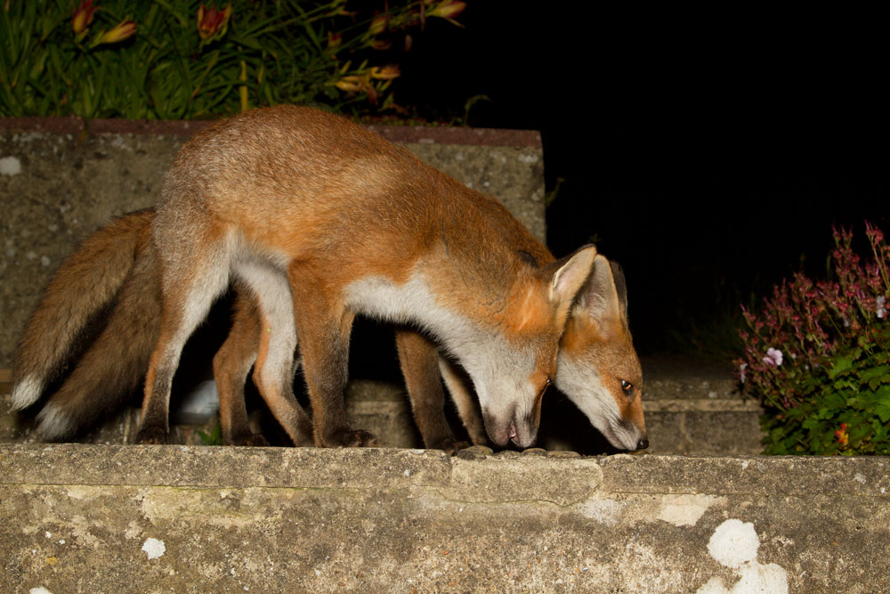 1212122806127027.jpg - Two urban fox cubs on stone step in a garden.