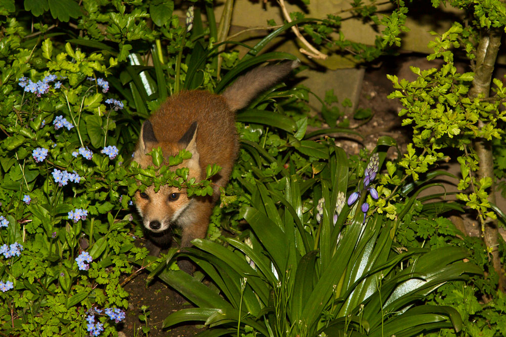 1212141605136171.jpg - Fox cub in among the plants